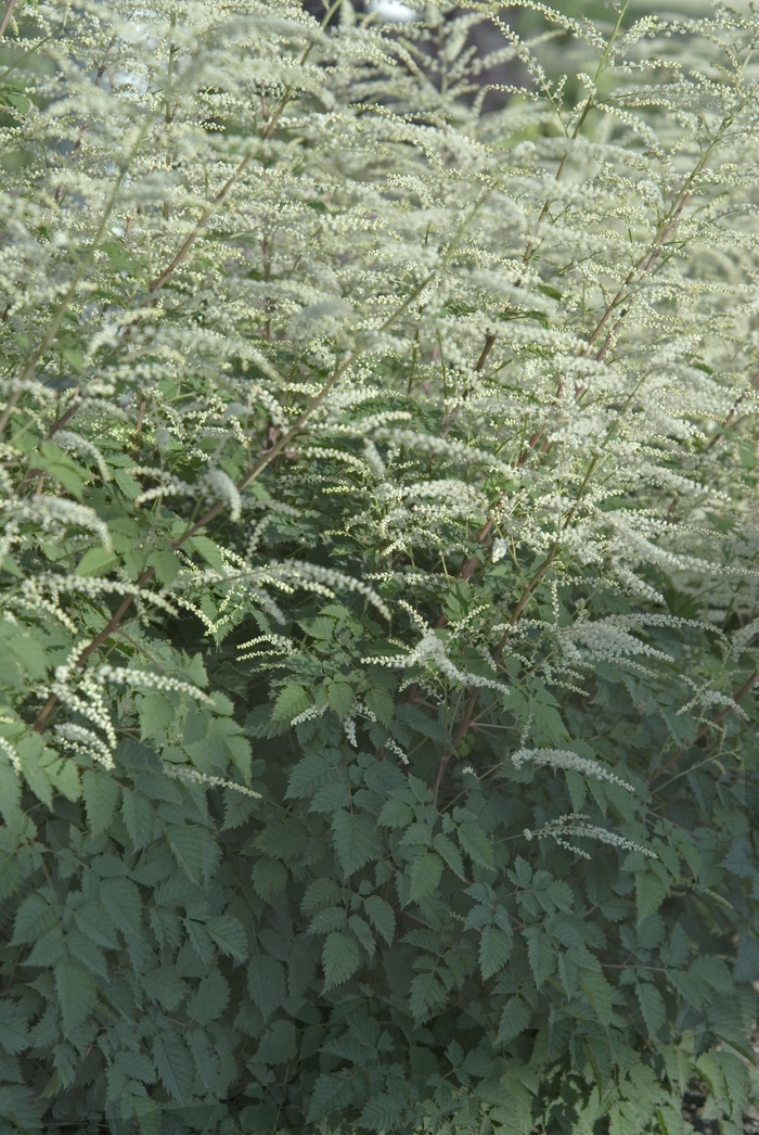 Goat's Beard - Aruncus 'Misty Lace'