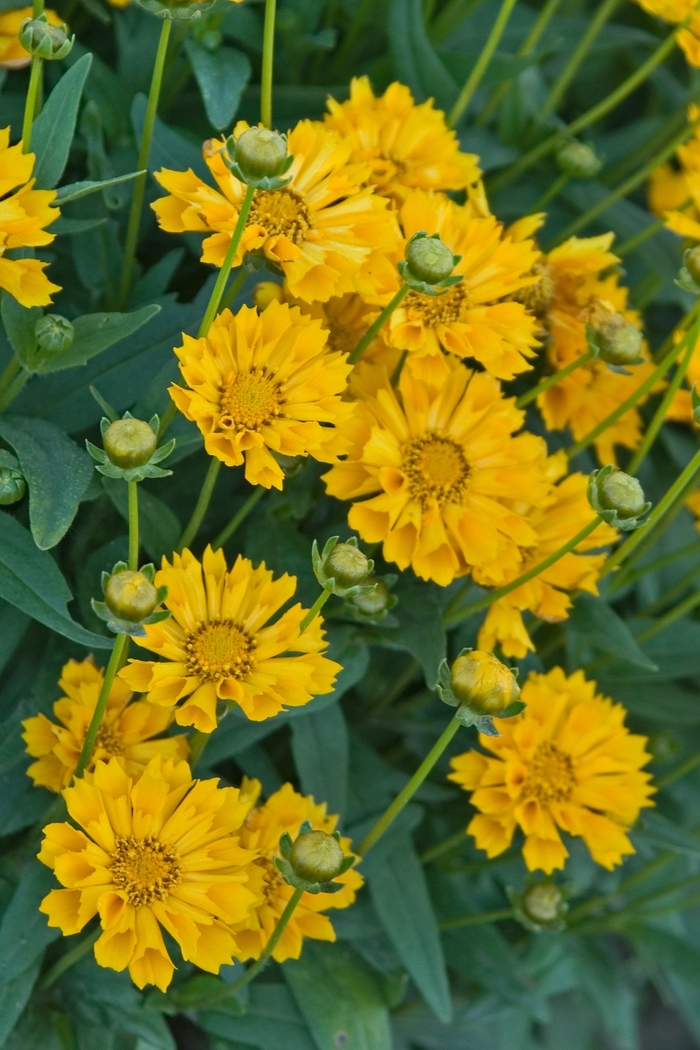 Tickseed - Coreopsis grandiflora 'Jethro Tull'