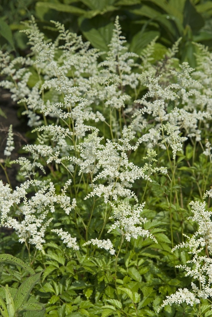 False Spirea - Astilbe arendsii 'Bridal Veil' False Spirea - Astilbe arendsii 'Bridal Veil'