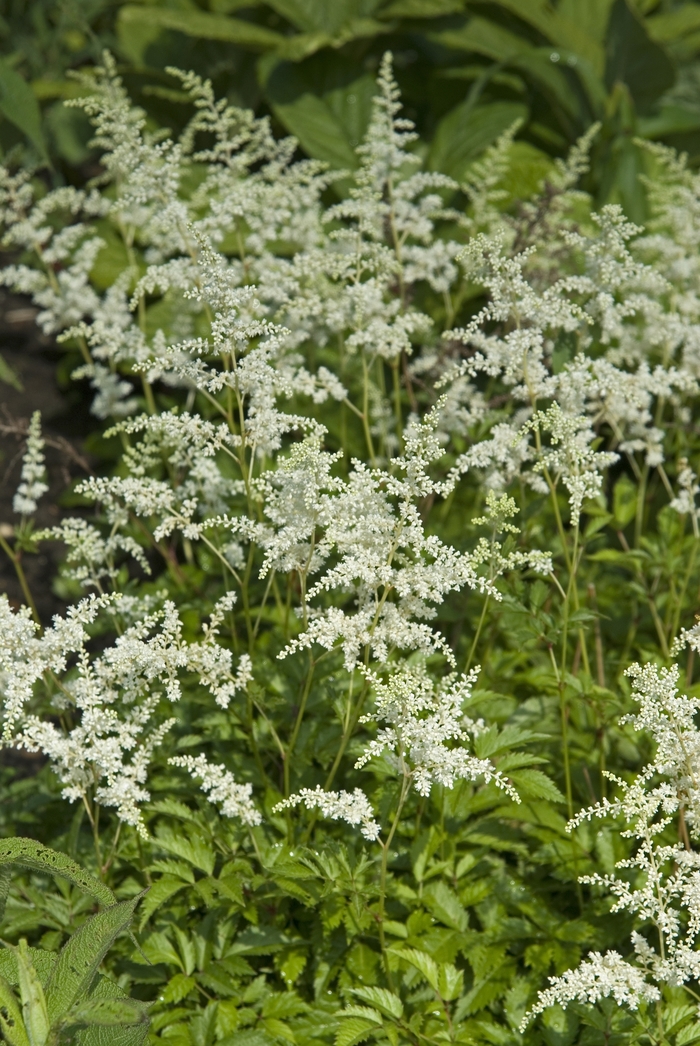 False Spirea - Astilbe arendsii 'Bridal Veil'