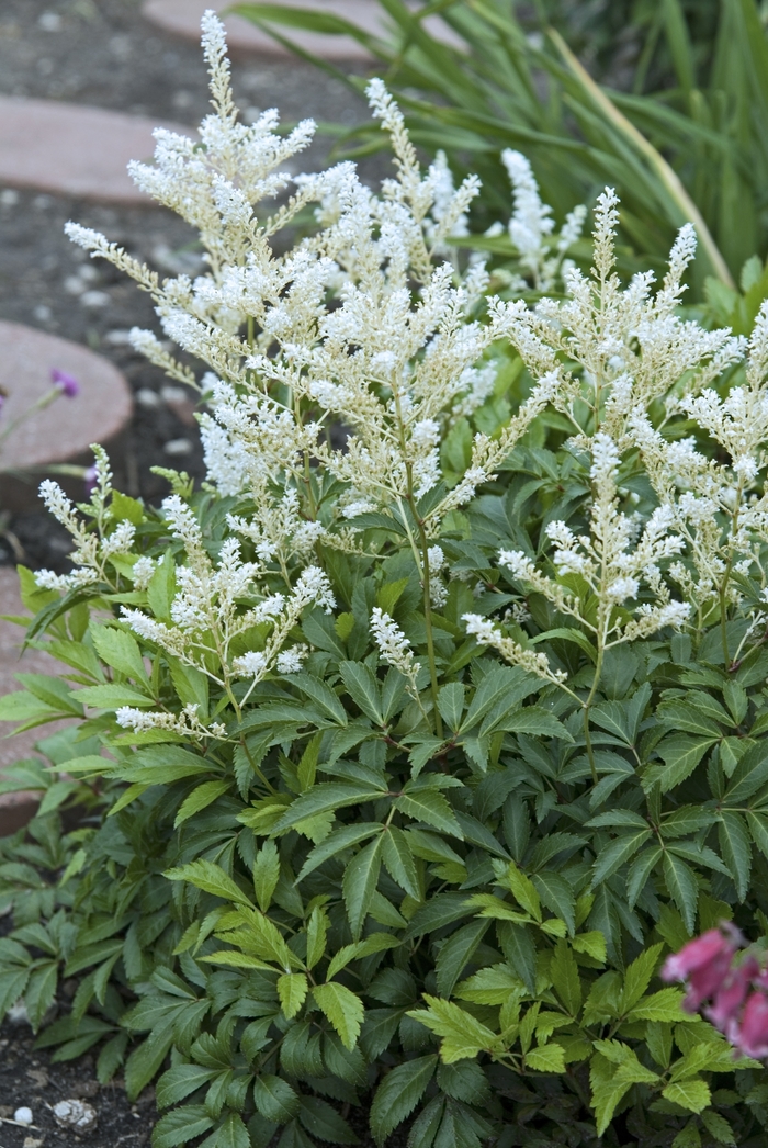 False Spirea - Astilbe x japonica 'Deutschland' False Spirea - Astilbe x japonica 'Deutschland'