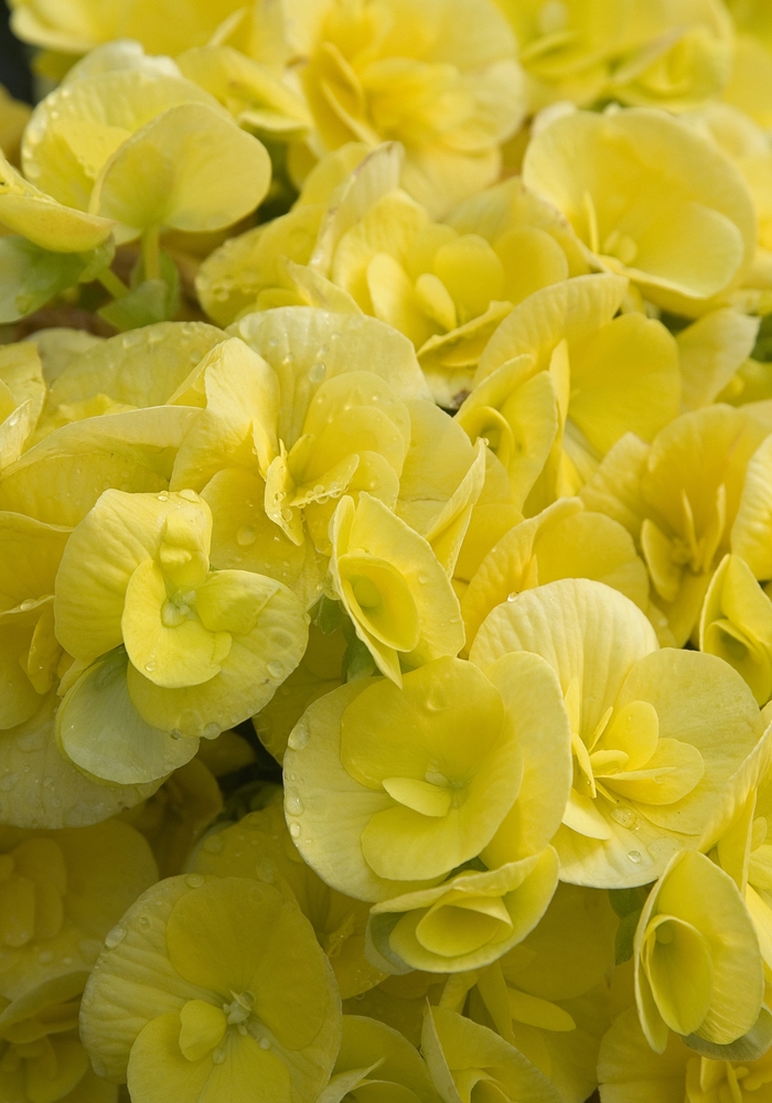 Begonia, Rieger - Begonia x hiemalis 'Amstel Blitz'