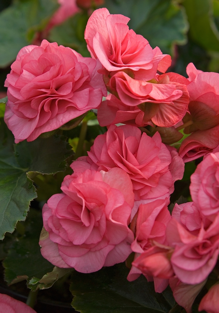 Begonia, Rieger - Begonia 'Solenia® Dusty Rose' Begonia, Rieger - Begonia 'Solenia® Dusty Rose'