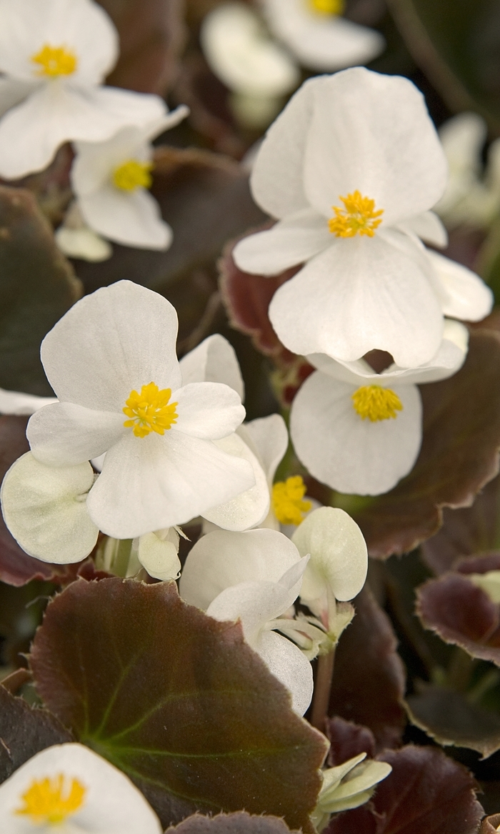 Begonia - Begonia Cocktail® 'Whiskey' Begonia - Begonia Cocktail® 'Whiskey'