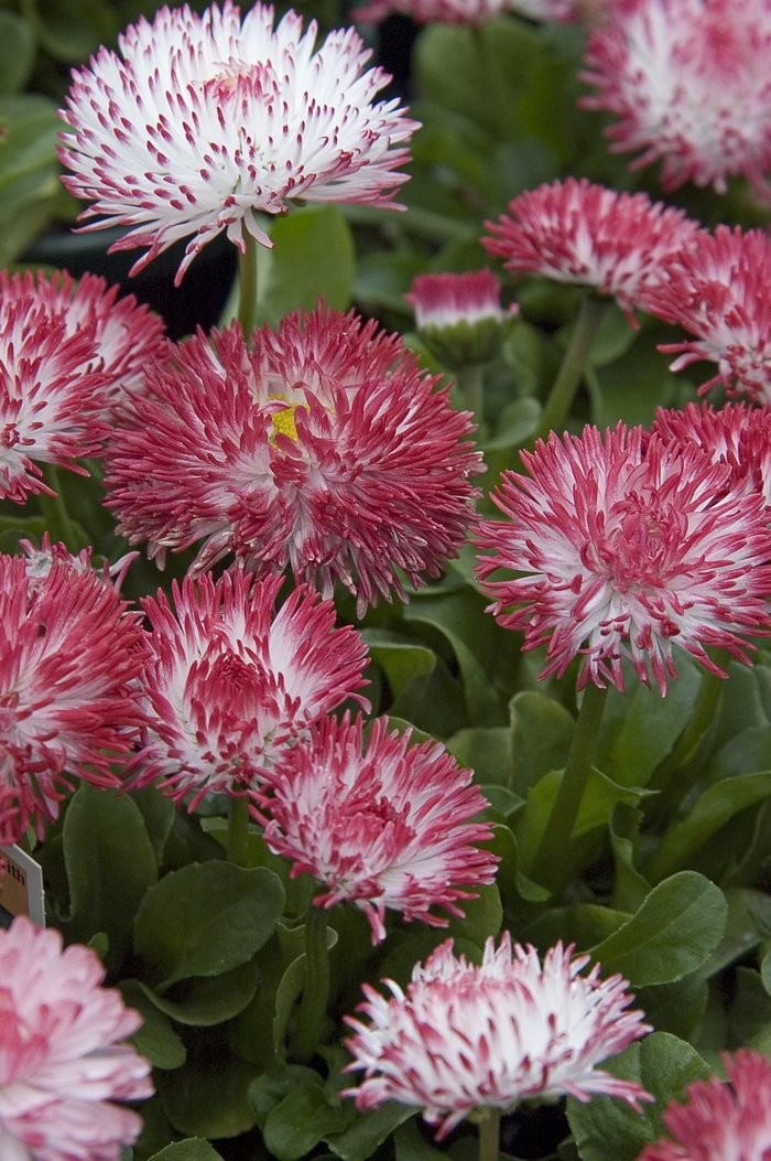 English Daisy - Bellis perennis 'Habanera White with Red Tips' 