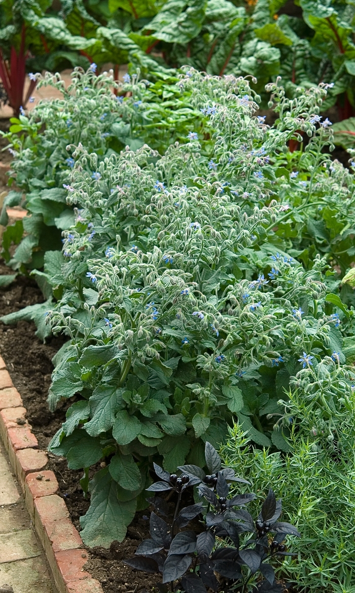 Borage - Borago officianalis