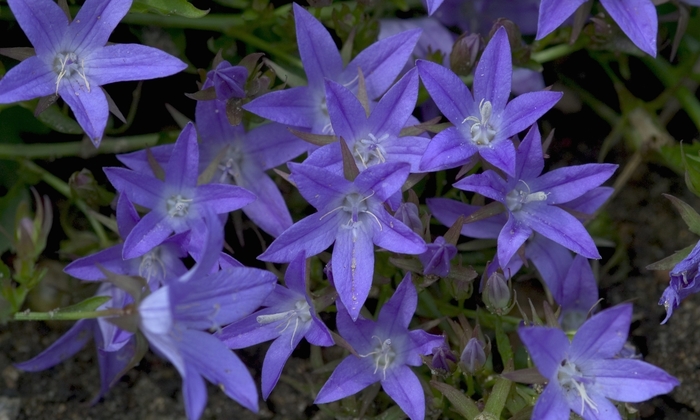 Bellflower - Campanula poscharskyana 'Blue Waterfall™' Bellflower - Campanula poscharskyana 'Blue Waterfall™'
