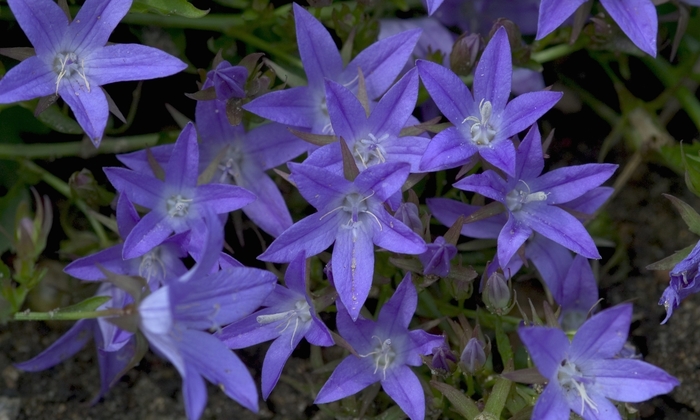 Bellflower - Campanula poscharskyana 'Blue Waterfall™'