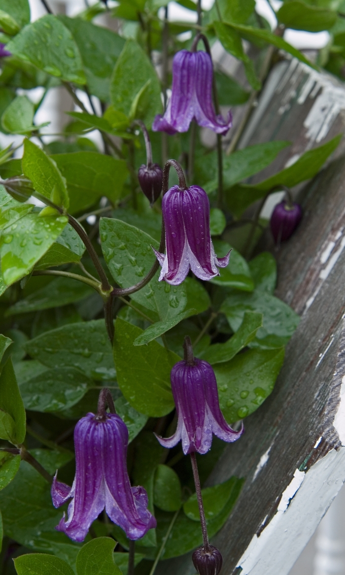 Clematis - Clematis 'Rouguchi'