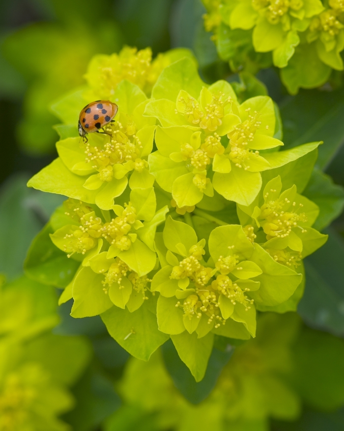 Cushion Spurge - Euphorbia polychroma