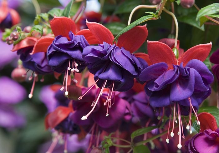 Fuchsia, Upright - Fuchsia hybrid 'Ballerina Blue'