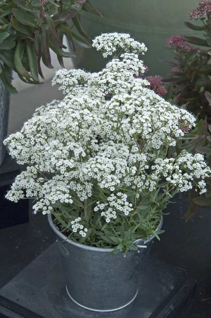 ''Festival Star™'' Hardy Baby''s Breath - Gypsophila paniculata ''Festival Star™'' Hardy Baby''s Breath - Gypsophila paniculata