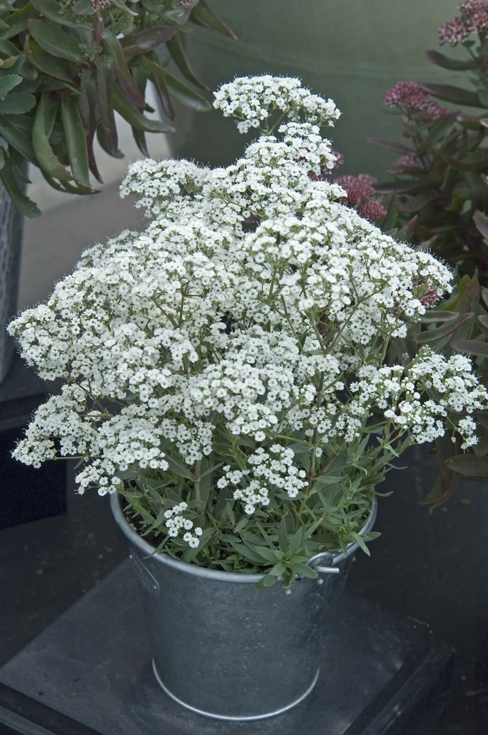 ''Festival Star™'' Hardy Baby''s Breath - Gypsophila paniculata