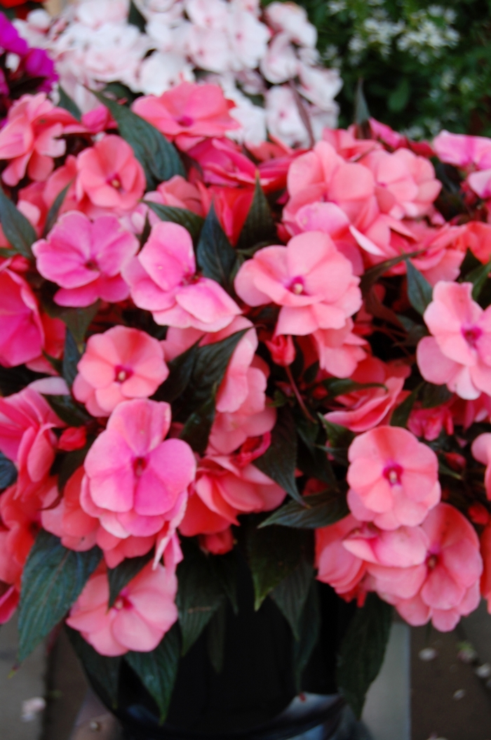 Impatiens, New Guinea - Impatiens hawkeri 'Magnum Salmon'