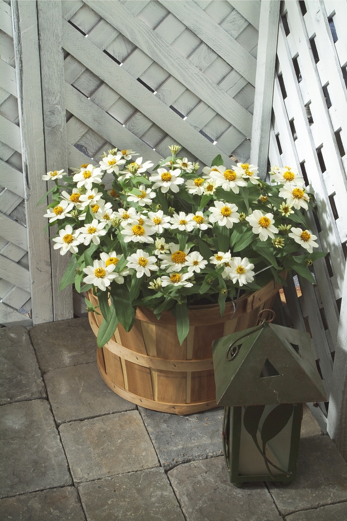 Zinnia - Zinnia hybrid 'Profusion White'