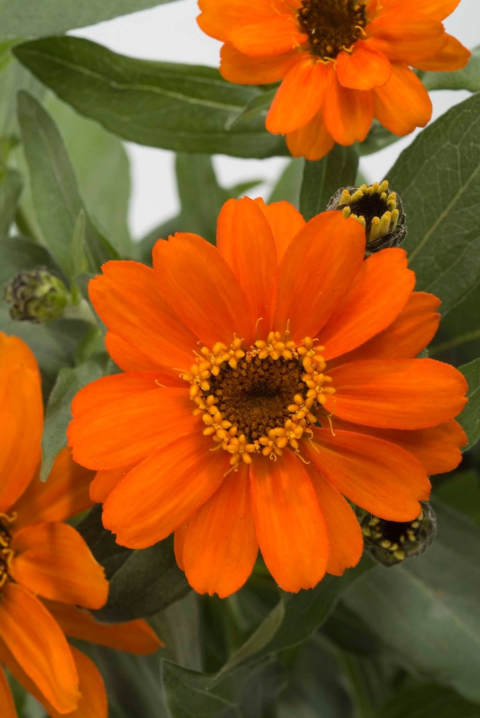 Zinnia - Zinnia hybrid 'Profusion Orange'