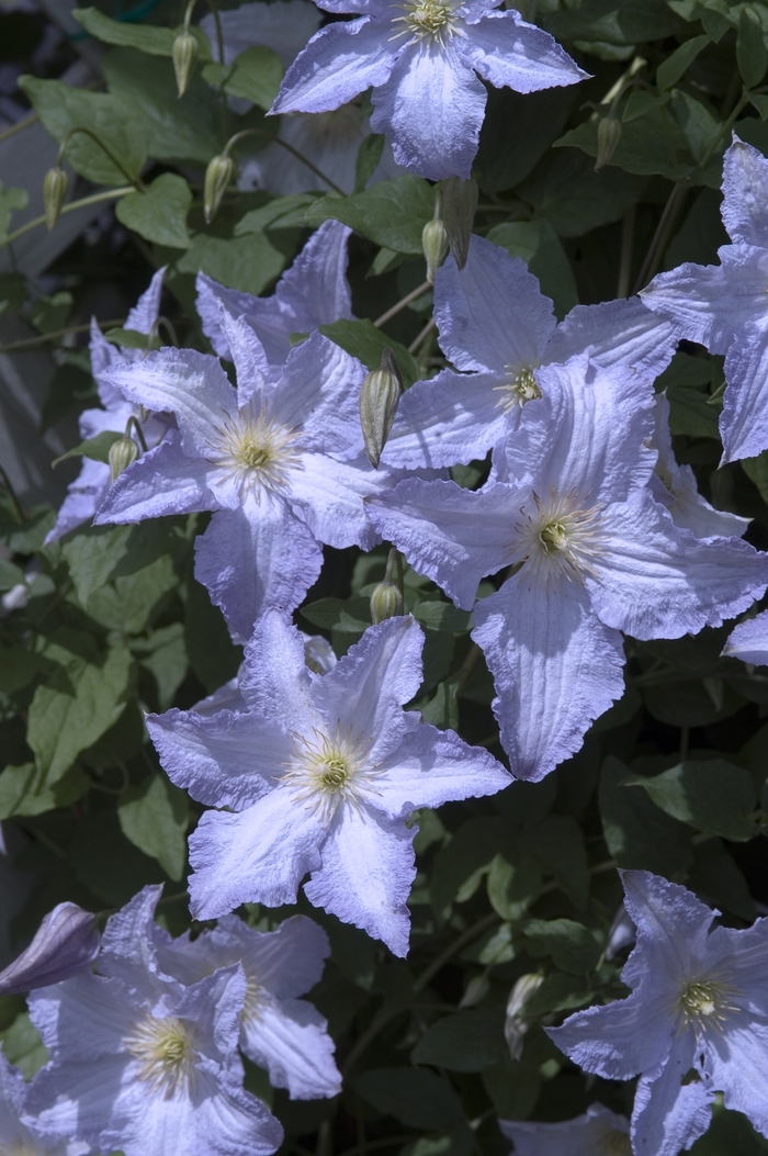 Clematis - Clematis 'Blue Angel' Clematis - Clematis 'Blue Angel'