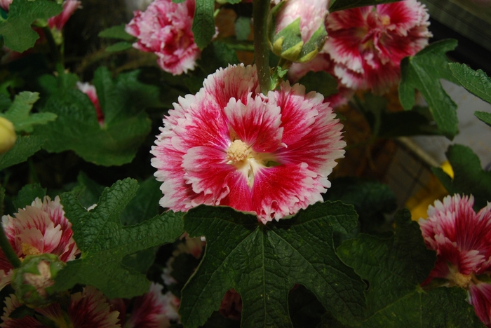 Hollyhock - Alcea rosea 'Fiesta Time' Hollyhock - Alcea rosea 'Fiesta Time'