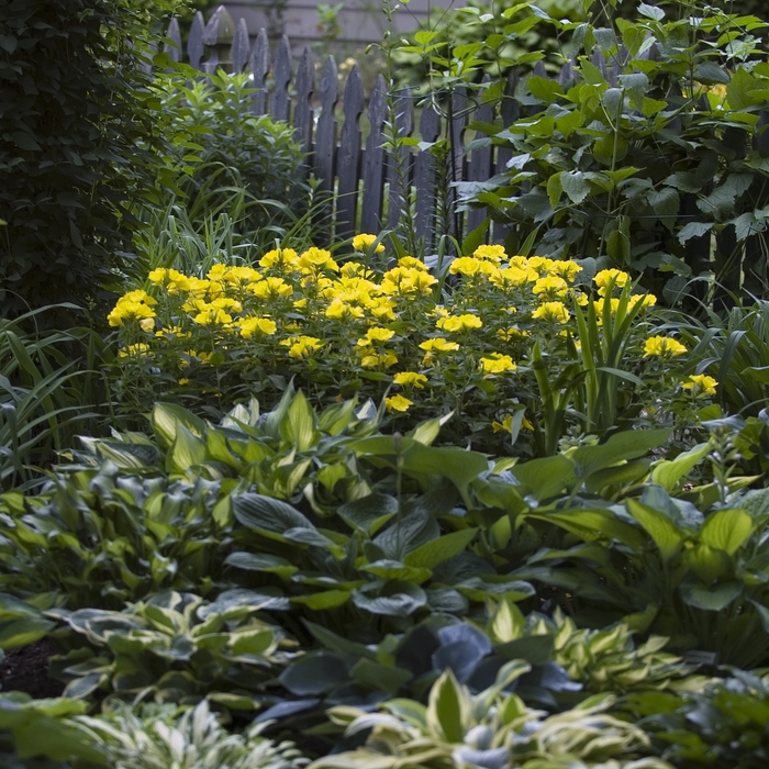 Primrose-Evening - Oenothera fruticosa 'Sundrops'