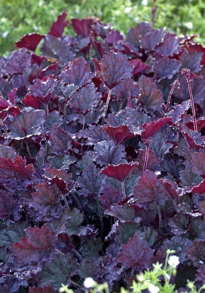 Heuchera - Heuchera hybrid 'Frosted Violet' Heuchera - Heuchera hybrid 'Frosted Violet'