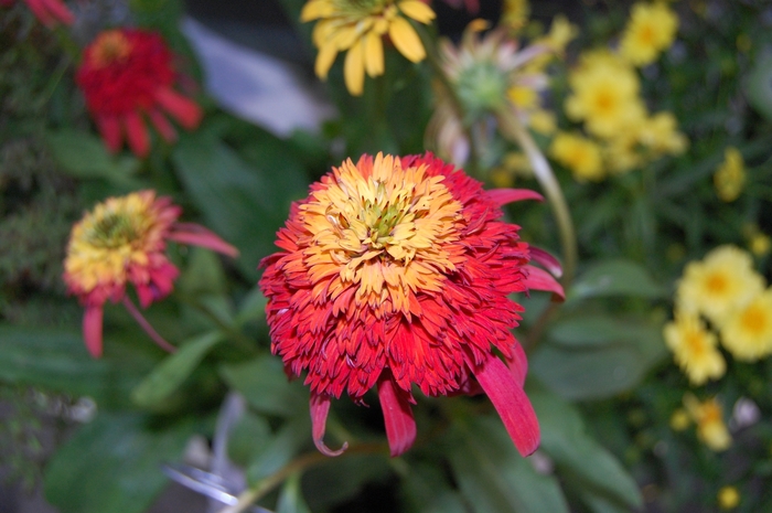 Coneflower - Echinacea 'Hot Papaya'