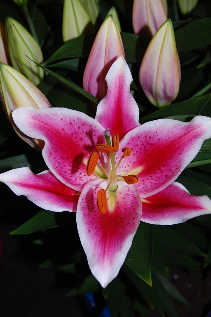 Oriental Hybrid Lily - Lilium 'After Eight' Oriental Hybrid Lily - Lilium 'After Eight'