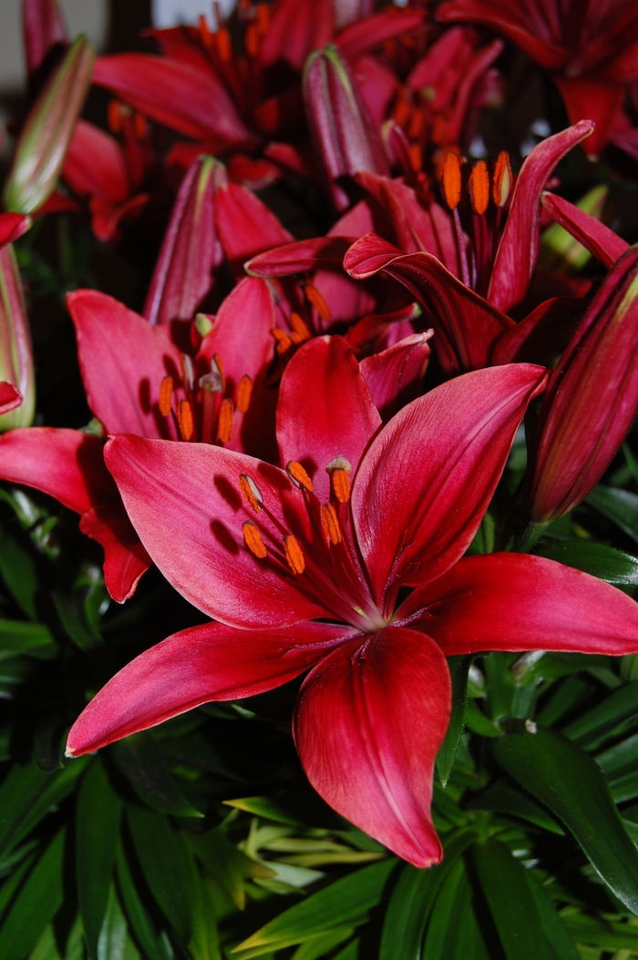 Asiatic Pot Lily - Lilium asiaticum 'Tiny Ghost'