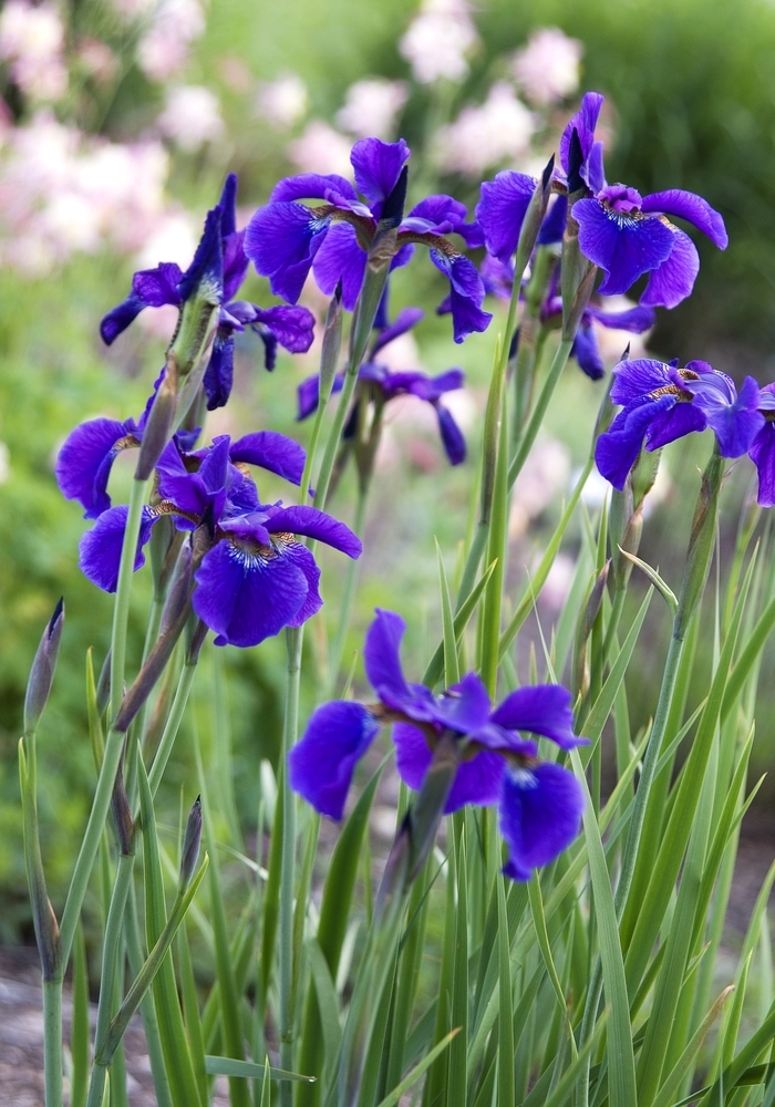 Siberian Iris - Iris sibirica 'Ceasars Brother' Siberian Iris - Iris sibirica 'Ceasars Brother'