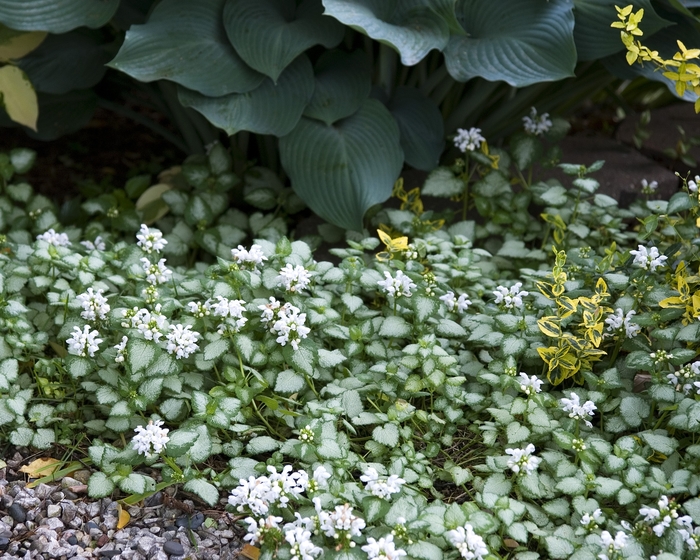 Dead Nettle - Lamium maculatum 'White Nancy'