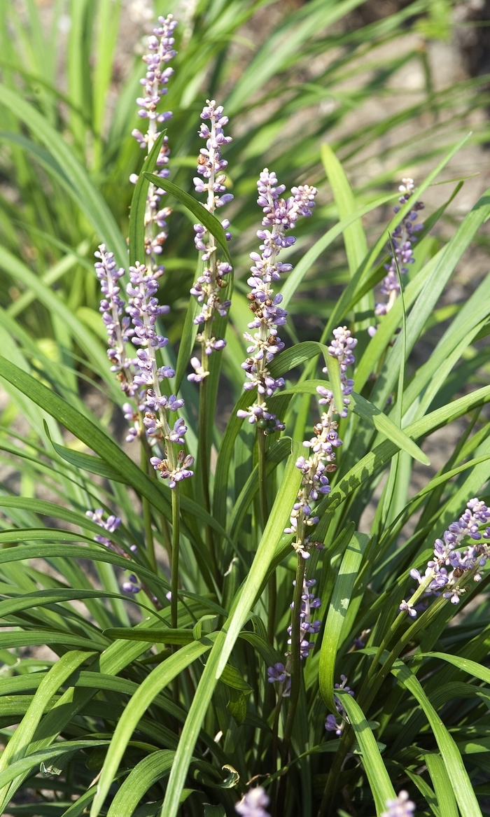 Lily-turf - Liriope muscari 'Big Blue' Lily-turf - Liriope muscari 'Big Blue'