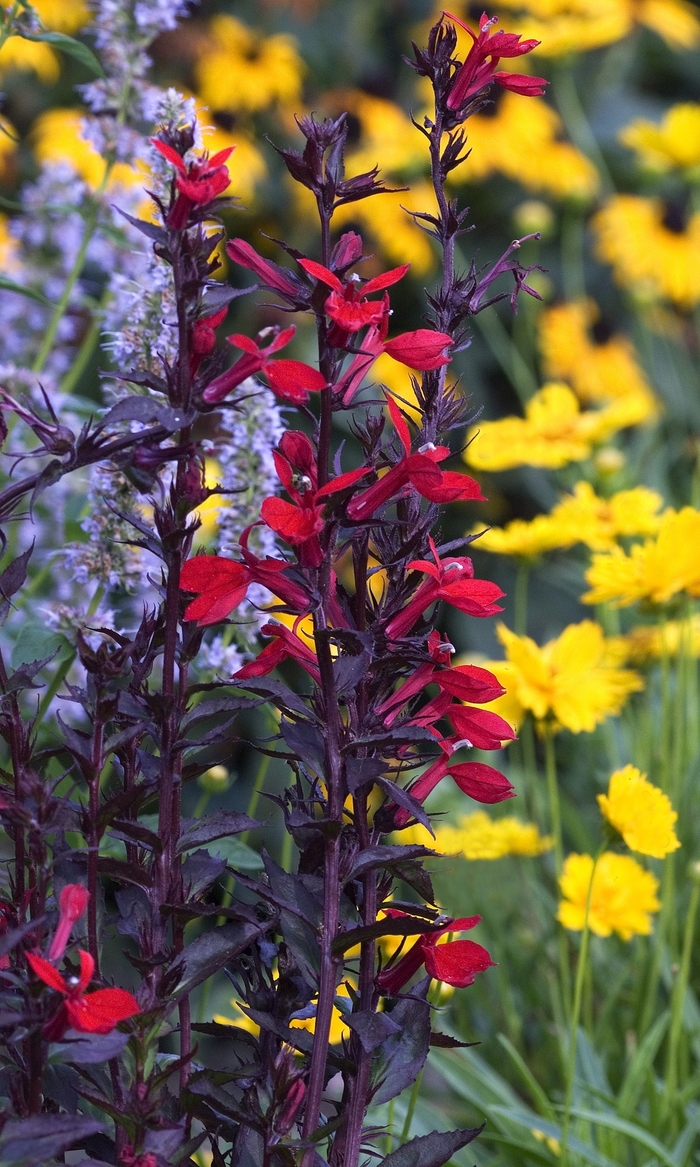Cardinal Flower - Lobelia speciosa 'Fan® Scarlet' Cardinal Flower - Lobelia speciosa 'Fan® Scarlet'