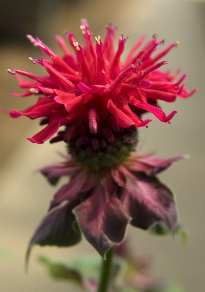 Bee Balm - Monarda didyma 'Fireball'