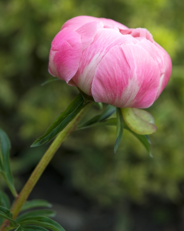 Garden Peony - Paeonia 'Coral Charm' Garden Peony - Paeonia 'Coral Charm'