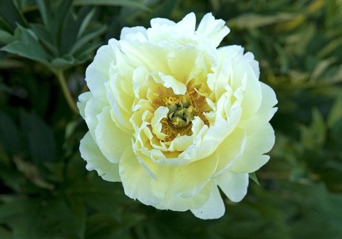 Peony Itoh - Paeonia 'Bartzella' Peony Itoh - Paeonia 'Bartzella'