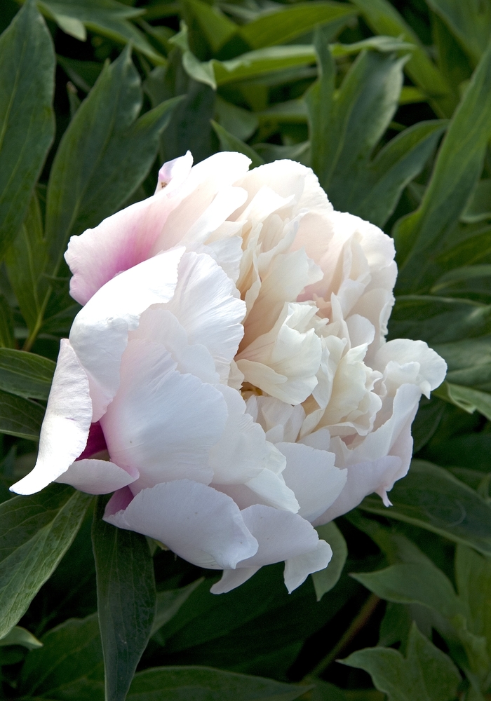 Garden Peony - Paeonia hybrid 'Cora Louise' 