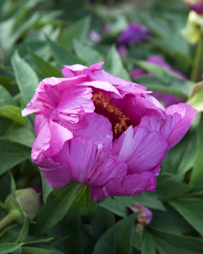 Peony Itoh - Paeonia 'Morning Lilac' Peony Itoh - Paeonia 'Morning Lilac'