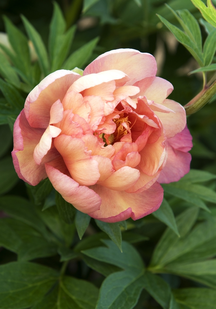 Peony Itoh - Paeonia 'Julia Rose'