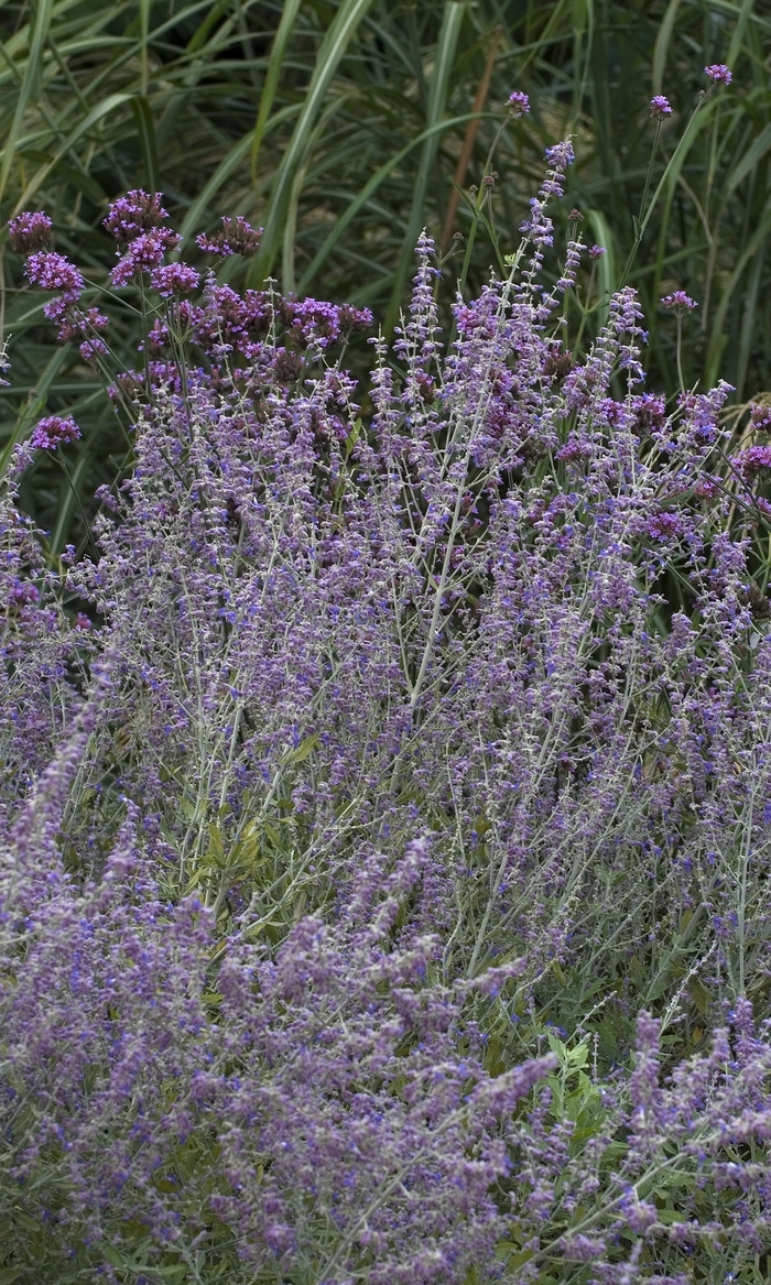 Russian Sage - Perovskia atriplicifolia 'Little Spire' Russian Sage - Perovskia atriplicifolia 'Little Spire'