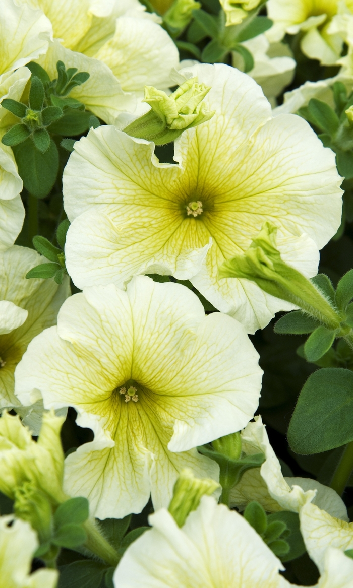 Petunia - Petunia hybrida 'Madness™ Yellow' Petunia - Petunia hybrida 'Madness™ Yellow'