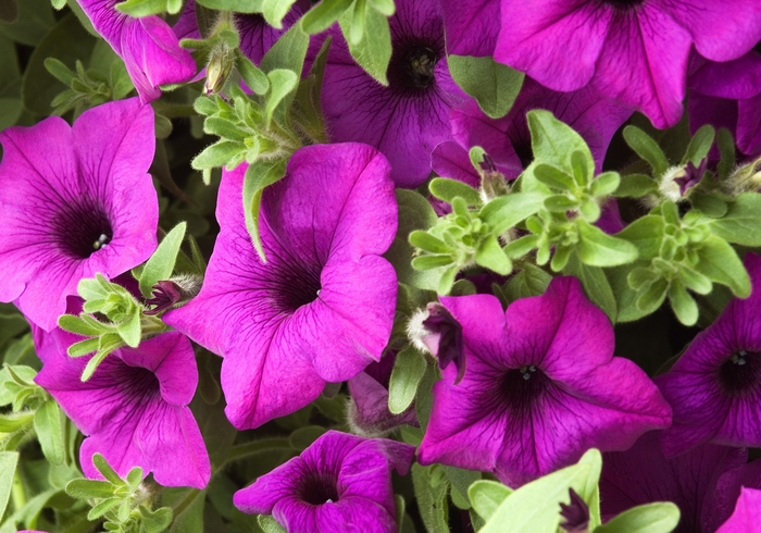 Petunia - Petunia hybrida Surfinia® Giant Blue Petunia - Petunia hybrida Surfinia® Giant Blue