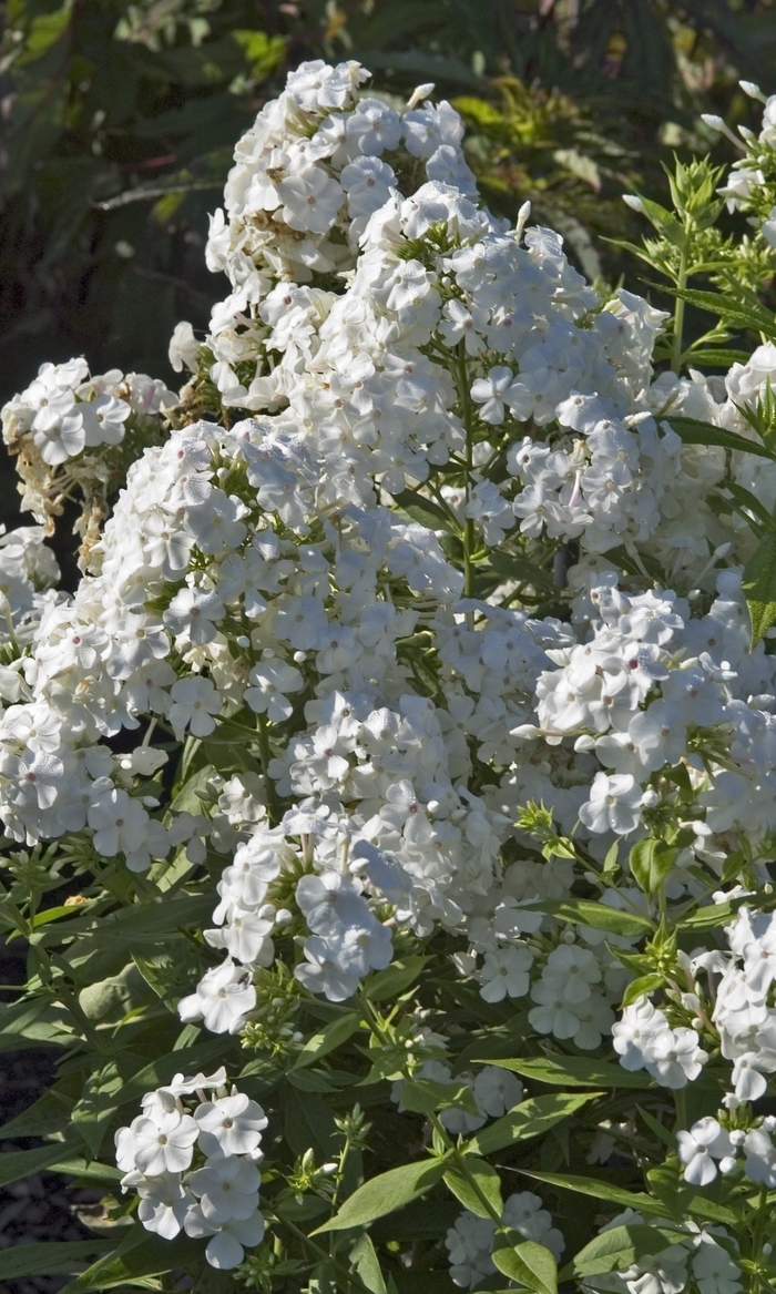 Garden Phlox - Phlox paniculata 'David'