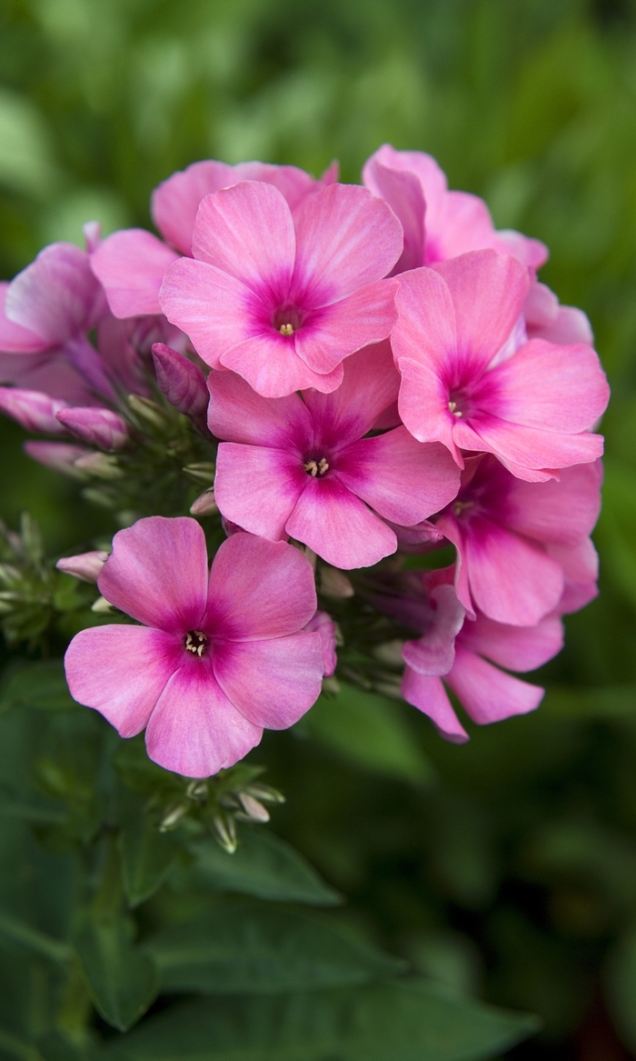 Garden Phlox - Phlox paniculata 'Pink Flame™' Garden Phlox - Phlox paniculata 'Pink Flame™'