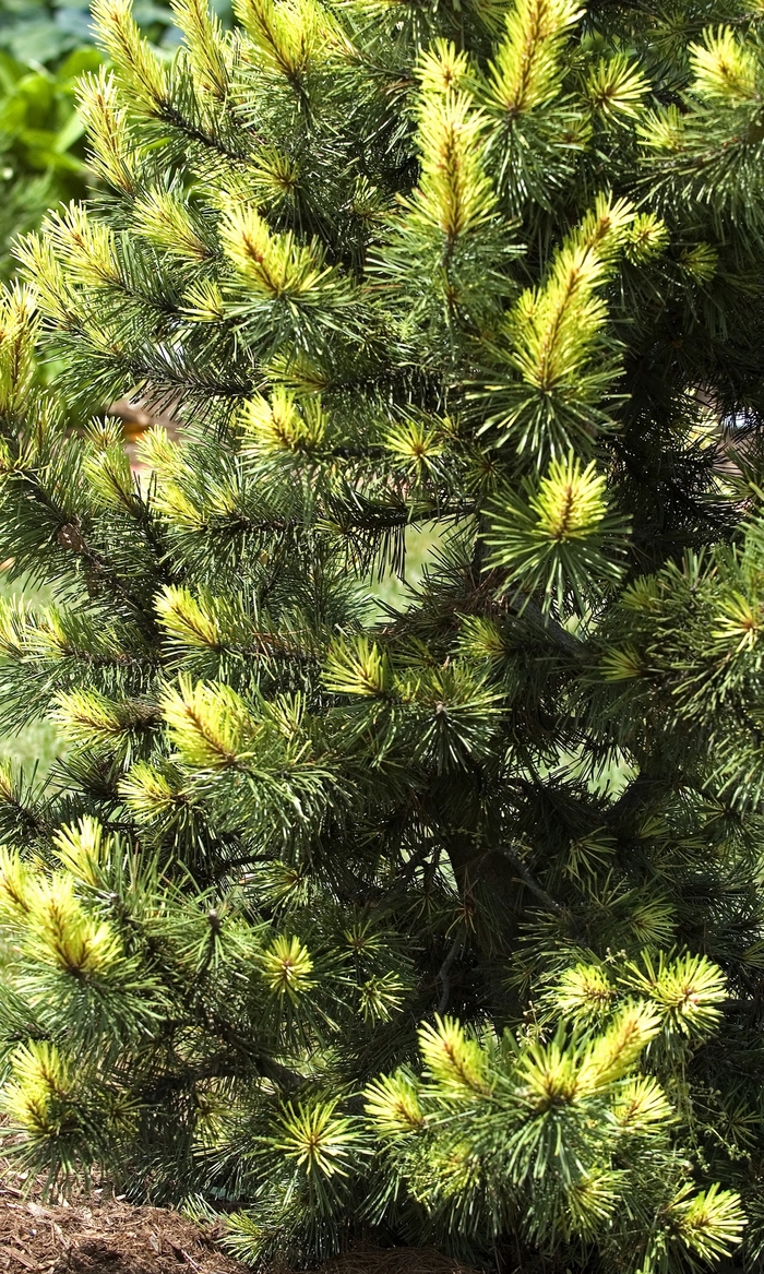 'Taylor's Sunburst' Lodgepole Pine - Pinus contorta 'Taylor's Sunburst' Lodgepole Pine - Pinus contorta
