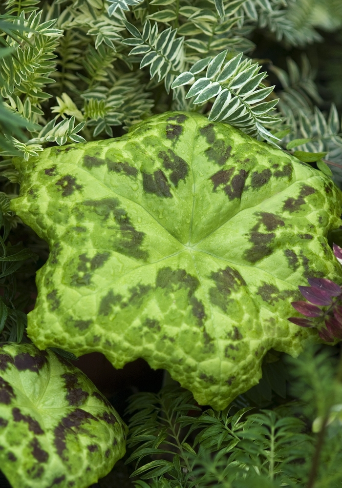 May Apple - Podophyllum peltatum