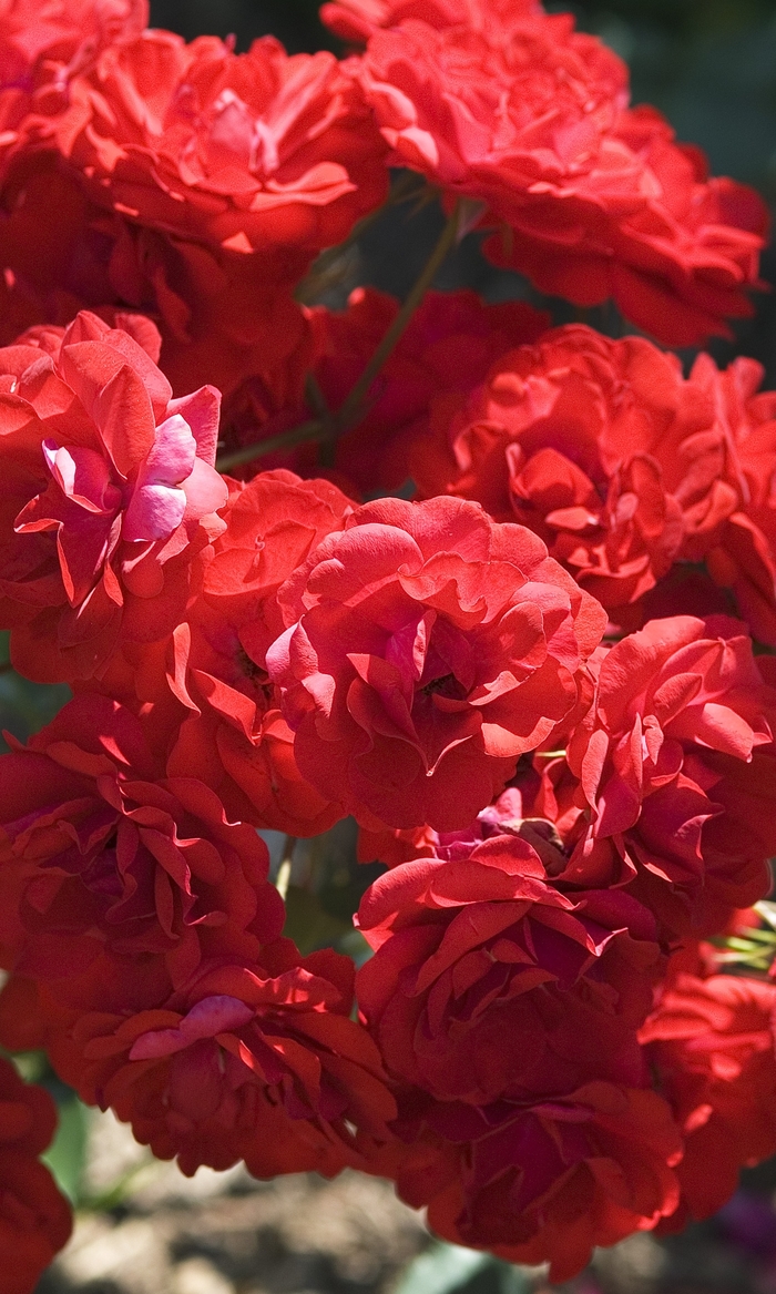 Showbiz Floribunda Rose - Rosa 'Showbiz' Showbiz Floribunda Rose - Rosa 'Showbiz'