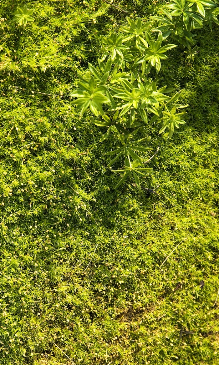 Scotch Moss - Sagina subulata aurea Scotch Moss - Sagina subulata aurea