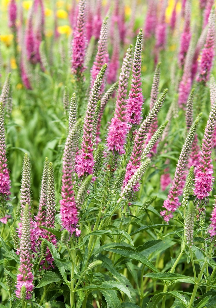 Speedwell - Veronica spicata 'Red Fox'