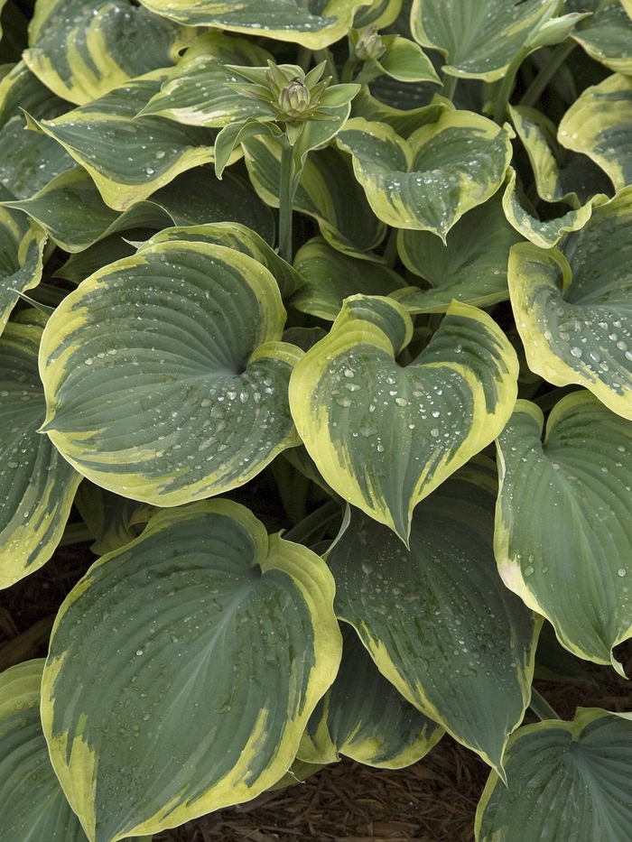 Plantain Lily - Hosta hybrid 'Earth Angel' Plantain Lily - Hosta hybrid 'Earth Angel'
