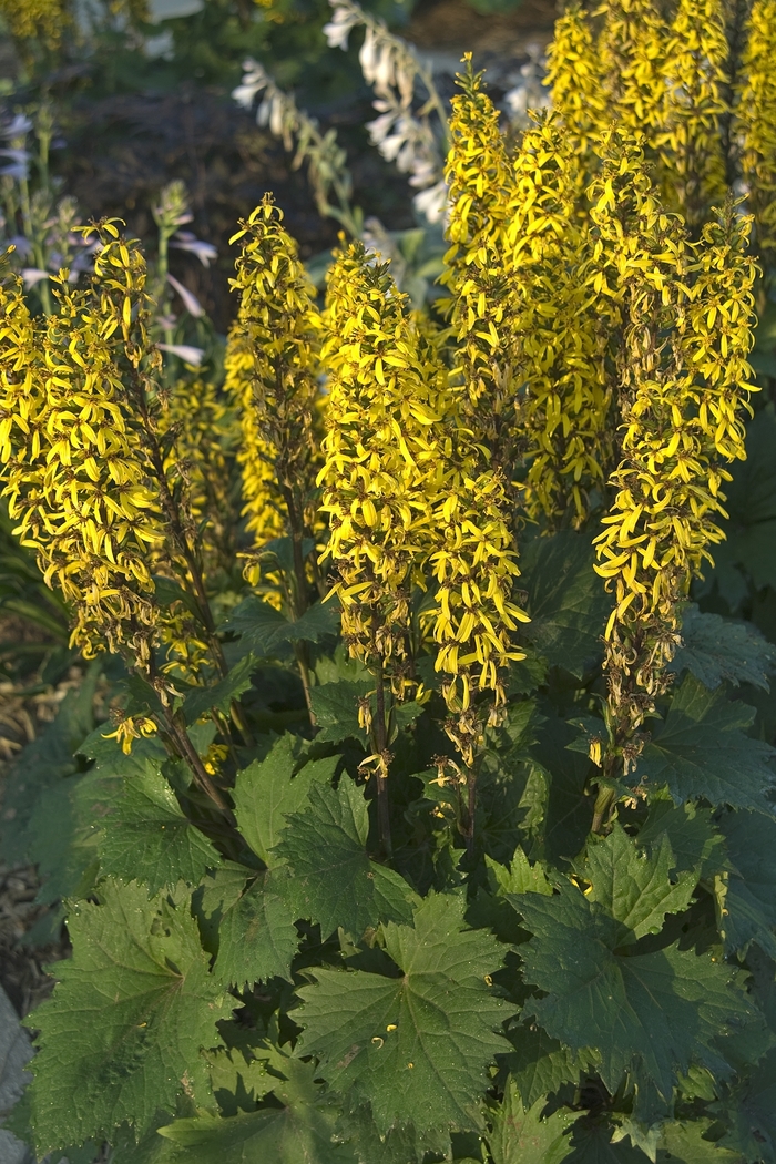 Ragwort - Ligularia stenocephala 'Little Rocket' Ragwort - Ligularia stenocephala 'Little Rocket'