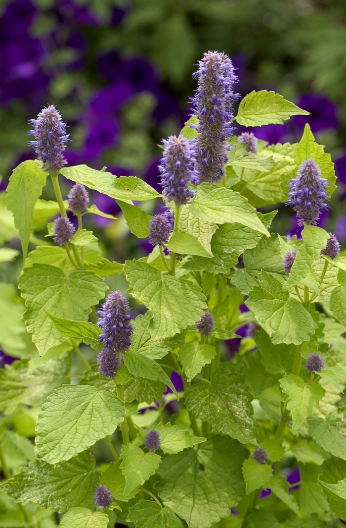 Anise Hyssop - Agastache rugosa 'Golden Jubilee' Anise Hyssop - Agastache rugosa 'Golden Jubilee'